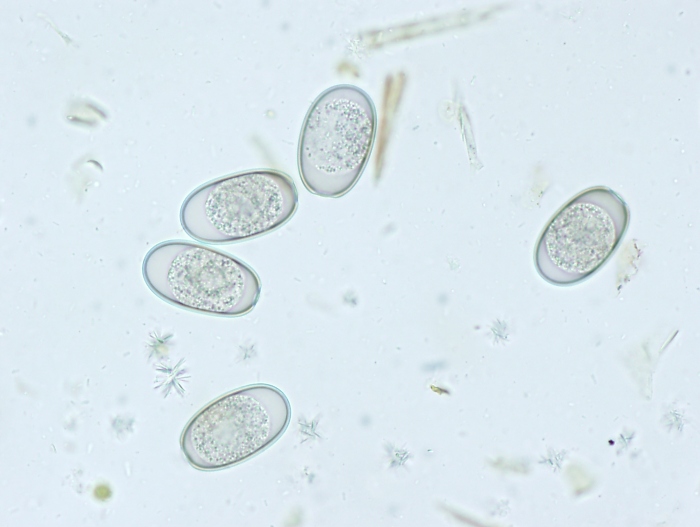 Coccidial Oocysts
