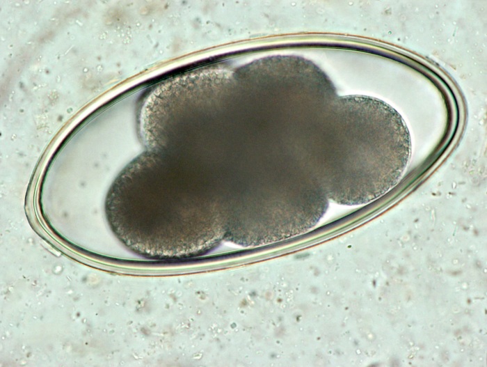 Nematodirus Eggs